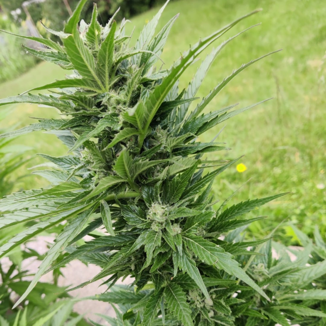 Big Bud Auto Nordland Seeds udendørs cannabis skunkfrø