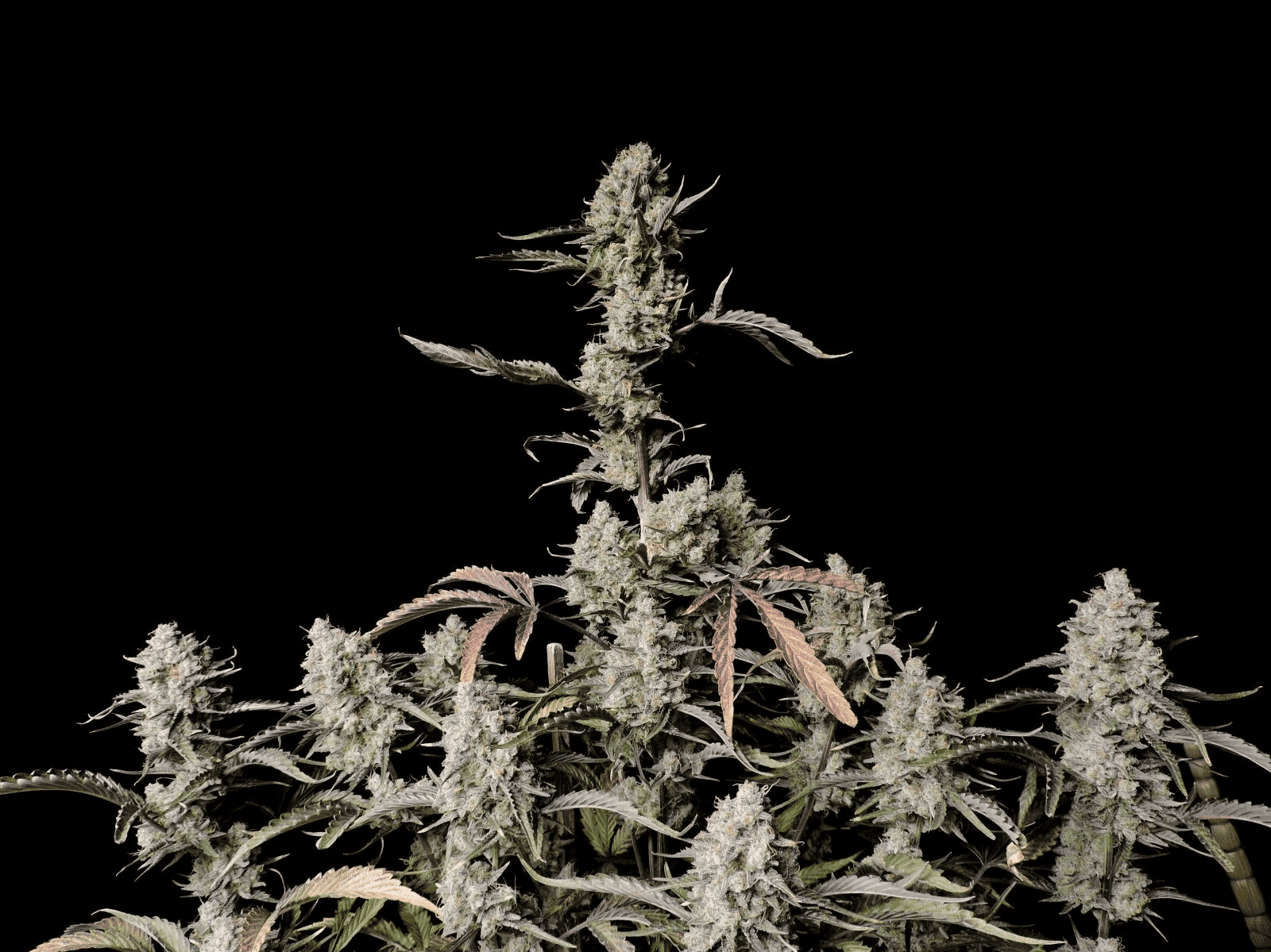その他 KUSHI Zkittlez Auto | FastBuds | Cannabis Seeds - Zamnesia