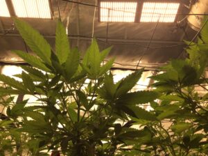 Skunk growing indoor guide