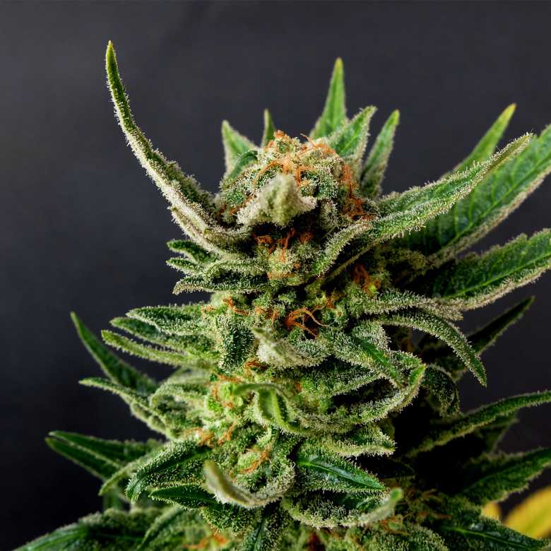 Gypsy Kush Kannabia skunk seeds cannabis seeds Gypsy Kush Kannabia skunk seeds cannabis seeds