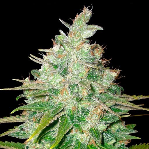 Afghan Kush x Black Domina World of Seeds skunk seeds cannabis seeds Afghan Kush x Black Domina World of Seeds skunk seeds cannabis seeds