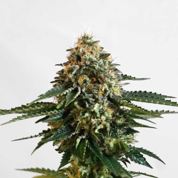 THCV Kannabia cannabis seeds skunk seeds