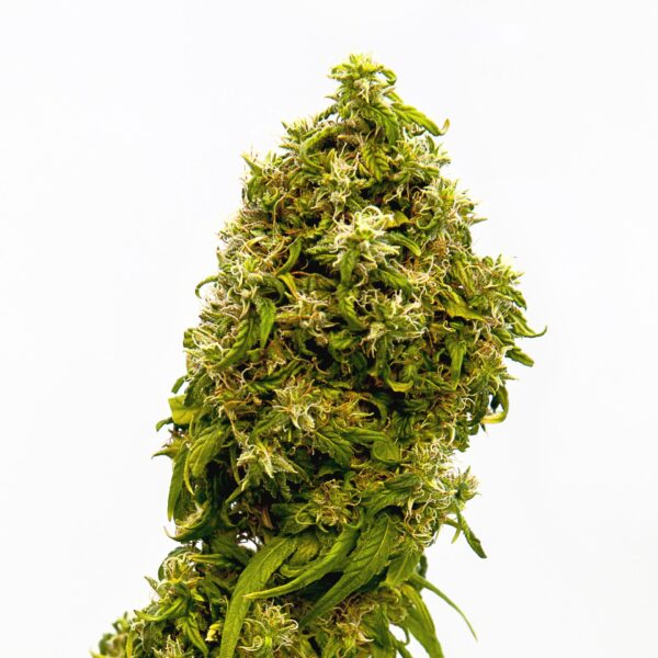 Swiss Dream CBD Kannabia skunk seeds cannabis seeds