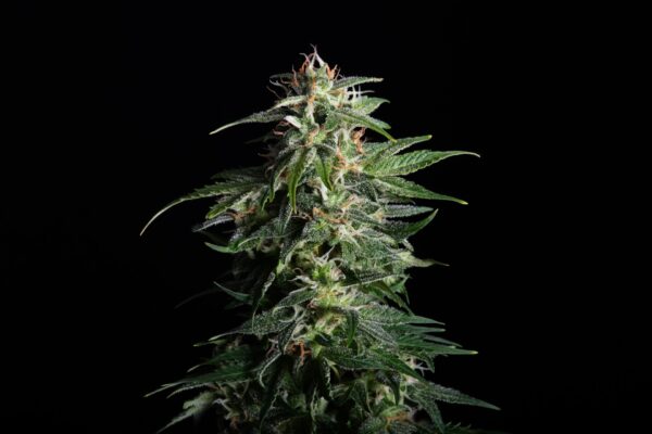 Swiss Dream Auto CBD Kannabia skunkHanfsamen