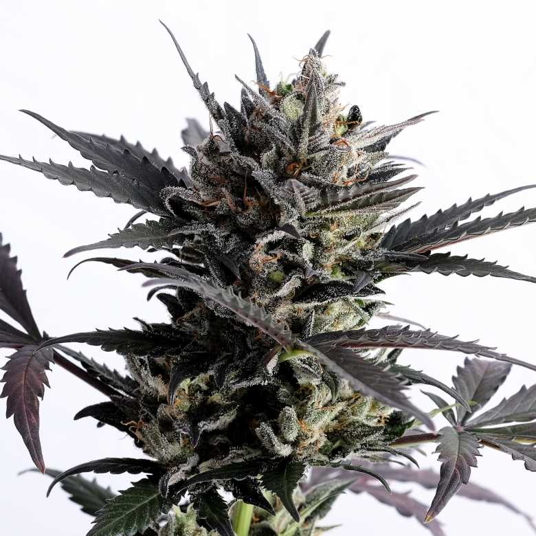 Lemon Haze Auto Kannabia skunk seeds cannabis seeds Lemon Haze Auto Kannabia skunk seeds cannabis seeds