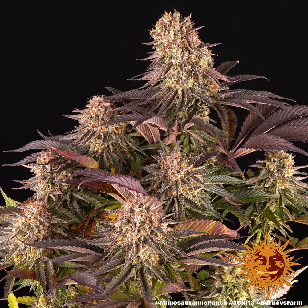 ◆ mimosa Mimosa - 00 Seeds