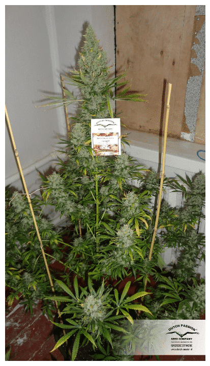 The Ultimate - Nordland Seeds - Skunkfrø & cannabisfrø