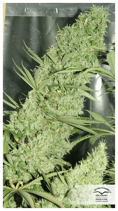 The Ultimate - Nordland Seeds - Skunkfrø & cannabisfrø