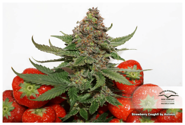 Kannabiksen siemenet Strawberry CoughDutch Passion