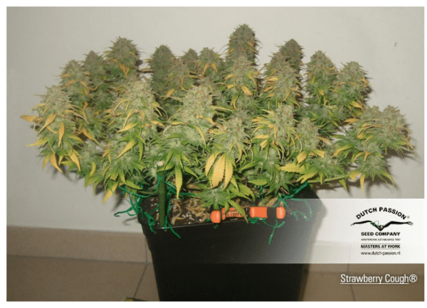 Cannabis seeds Strawberry CoughDutch Passion