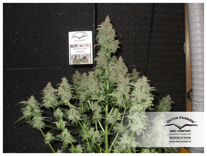 Euforia - Nordland Seeds - Skunkfr & cannabisfr