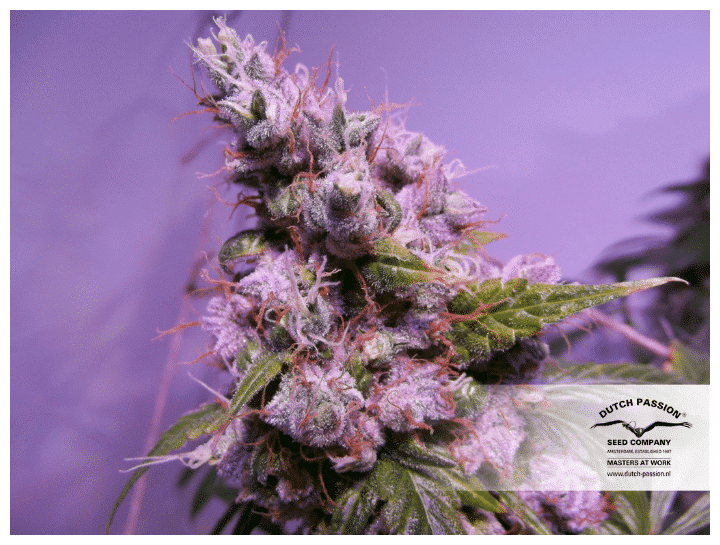 Auto Euforia - Skunk seeds - Nordland Cannabisfrbank