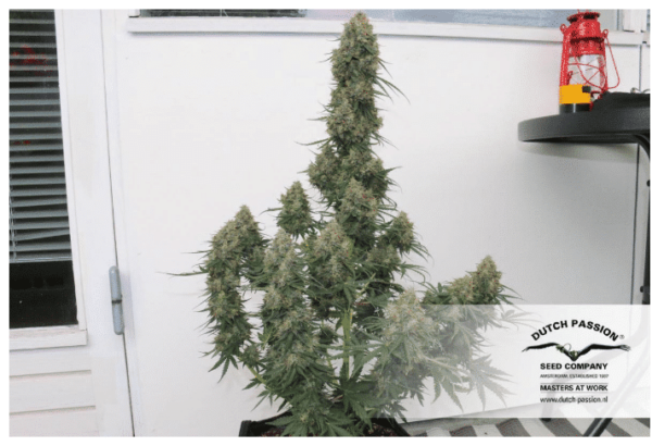 Cannabis-Samen Auto Blue Dutch Passion