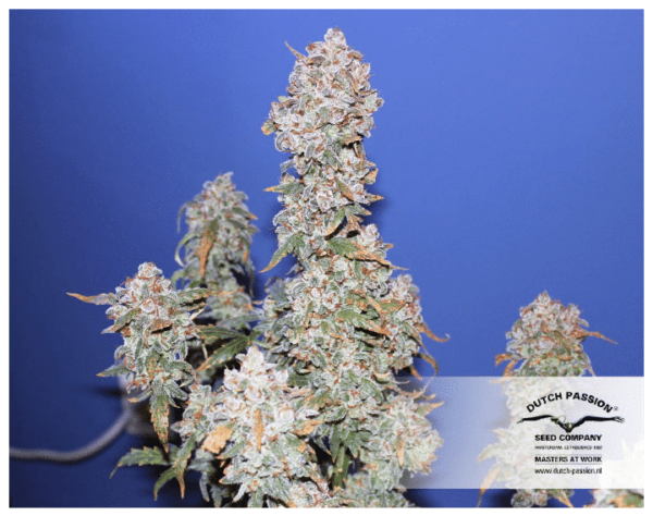 Cannabis-Samen Auto Blue Dutch Passion