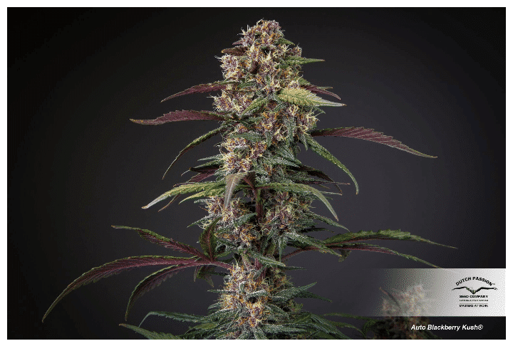 Cannabis seeds Auto Blackberry Kush Dutch Passion 8 Cannabis seeds Auto Blackberry Kush Dutch Passion
