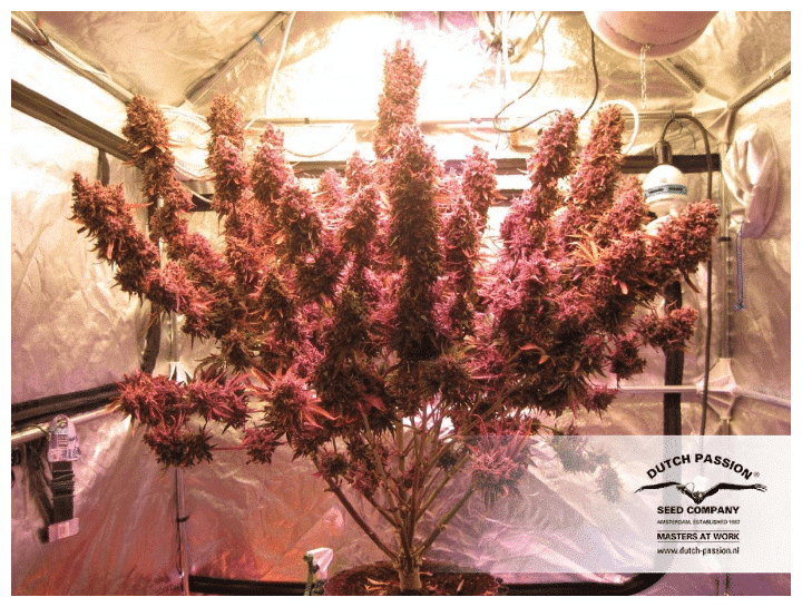Cannabis seeds Auto Blackberry Kush Dutch Passion 6 Cannabis seeds Auto Blackberry Kush Dutch Passion