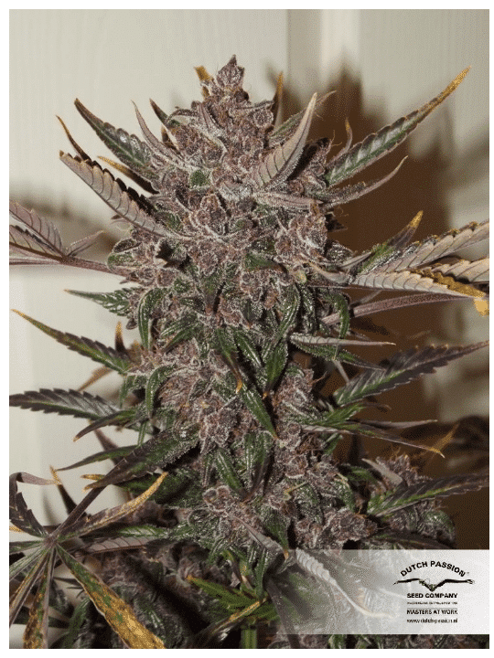Cannabis seeds Auto Blackberry Kush Dutch Passion 3 Cannabis seeds Auto Blackberry Kush Dutch Passion
