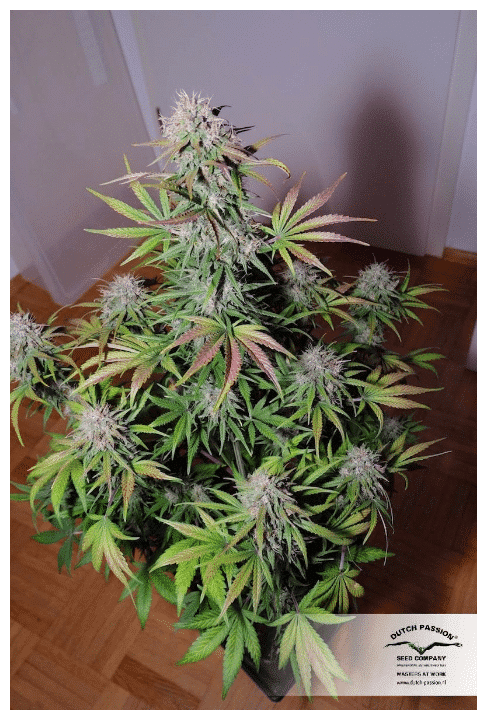 Cannabis seeds Auto Blackberry Kush Dutch Passion 5 Cannabis seeds Auto Blackberry Kush Dutch Passion