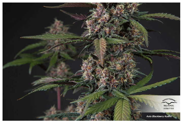 Cannabis seeds Auto Blackberry Kush Dutch Passion 4 Cannabis seeds Auto Blackberry Kush Dutch Passion