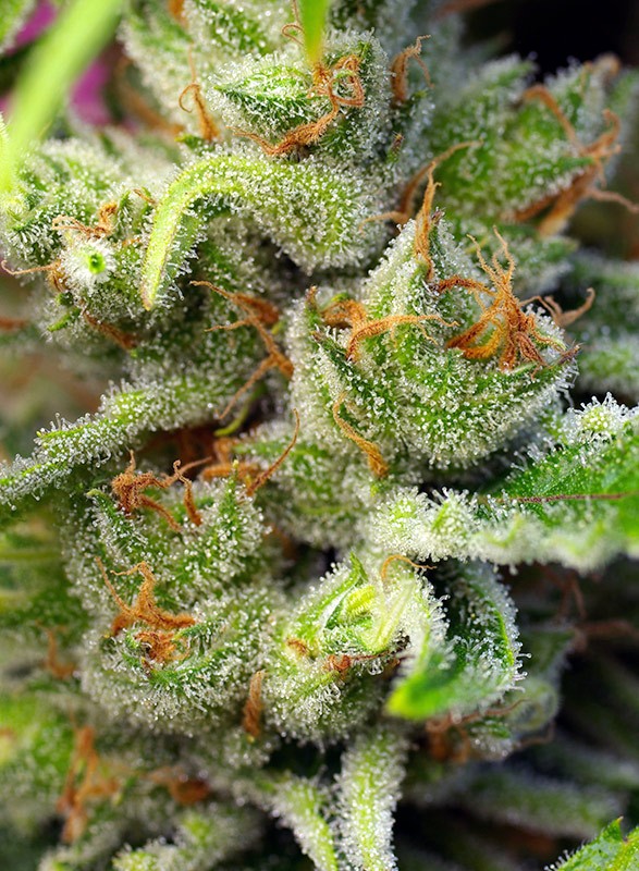 Gorilla Girl Sweet Seeds cannabisfrø