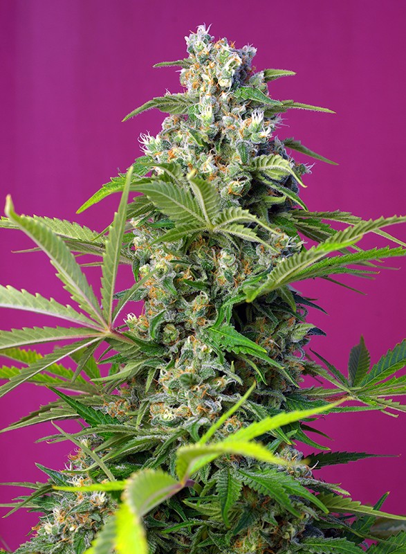 Gorilla Girl Sweet Seeds cannabisfrø