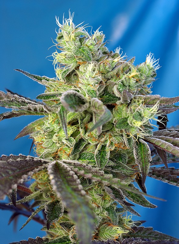 Do-Sweet-Dos Sweet Seeds cannabis seeds Do-Sweet-Dos Sweet Seeds cannabis seeds