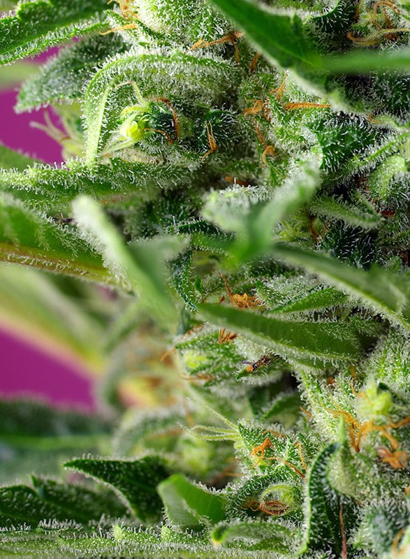 Chem Beyond Diesel C.B.D cannabisfrø Sweet Seeds