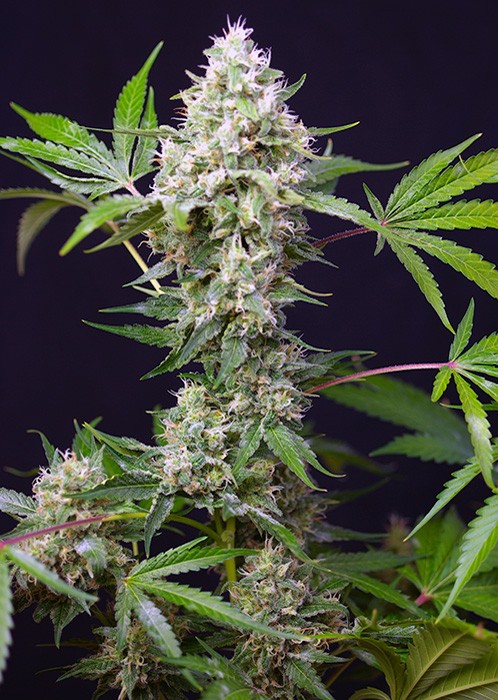 Sweet Amnesia Haze XL Auto Sweet Seeds cannabis seeds Sweet Amnesia Haze XL Auto Sweet Seeds cannabis seeds