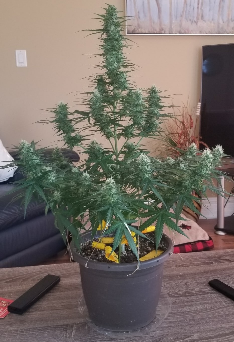 Blue Dwarf Auto cannabisfrø skunkfrø Nordland Seeds