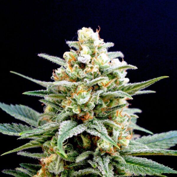 Gelato 2.0 cannabis seeds Nordland Seeds