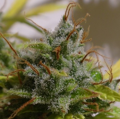 Auto Malawi x Northern Lights Feminized Ace Seeds cannabis seeds (3) Auto Malawi x Northern Lights Feminized Ace Seeds cannabis seeds