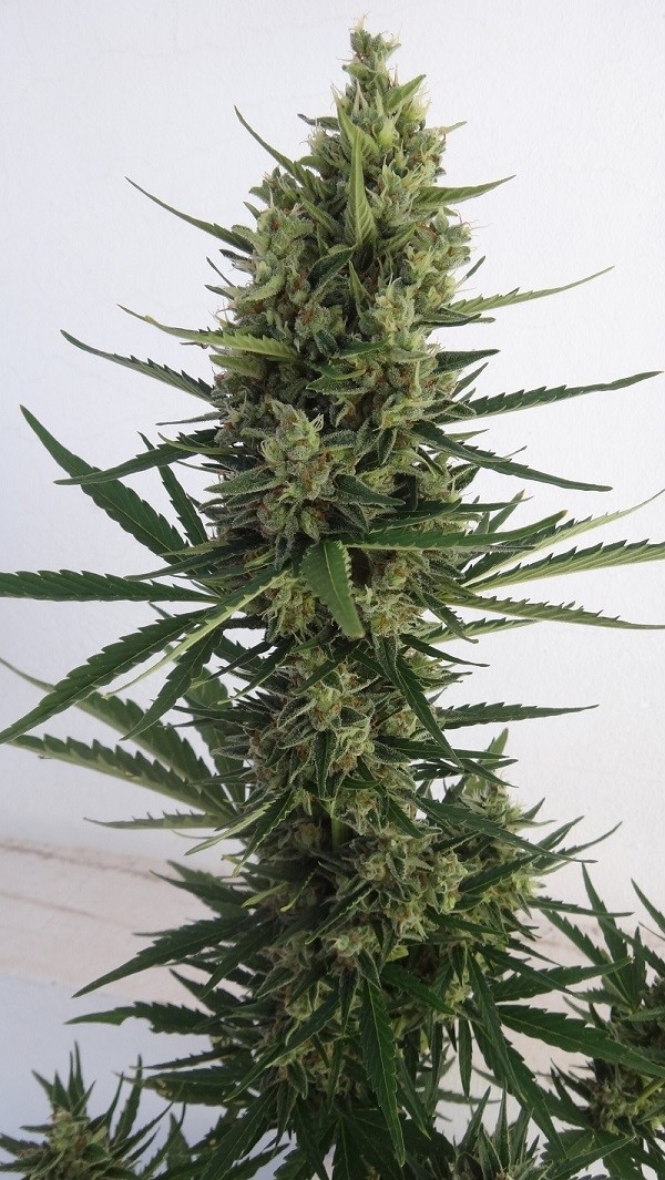Auto Malawi x Northern Lights Feminized Ace Seeds cannabis seeds (4) Auto Malawi x Northern Lights Feminized Ace Seeds cannabis seeds