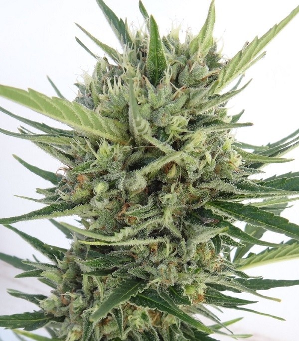 Auto Malawi x Northern Lights Feminized Ace Seeds cannabis seeds (5) Auto Malawi x Northern Lights Feminized Ace Seeds cannabis seeds