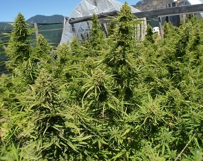 Auto Malawi x Northern Lights Feminized Ace Seeds cannabis seeds (7) Auto Malawi x Northern Lights Feminized Ace Seeds cannabis seeds