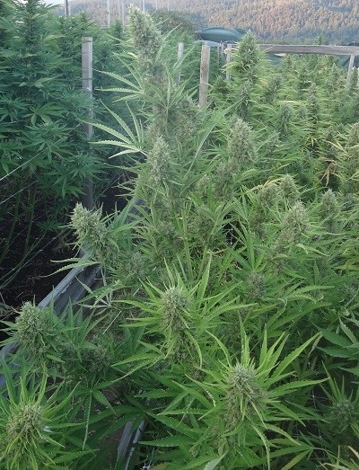 Auto Malawi x Northern Lights Feminized Ace Seeds cannabis seeds (8) Auto Malawi x Northern Lights Feminized Ace Seeds cannabis seeds