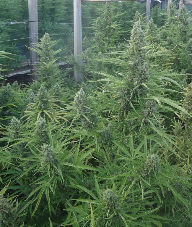 Auto Malawi x Northern Lights Feminized Ace Seeds cannabis seeds (9) Auto Malawi x Northern Lights Feminized Ace Seeds cannabis seeds