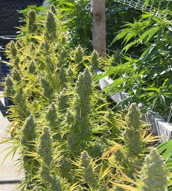 Auto Malawi x Northern Lights Feminized Ace Seeds cannabis seeds (16) Auto Malawi x Northern Lights Feminized Ace Seeds cannabis seeds