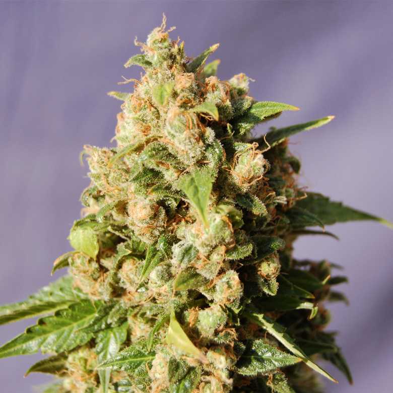 Kiss Kannabia skunk seeds cannabis seeds Kiss Kannabia skunk seeds cannabis seeds