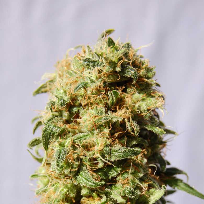 Kaboom Kannabia skunk seeds cannabis seeds Kaboom Kannabia skunk seeds cannabis seeds