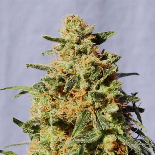 White Domina Kannabia skunk seeds cannabis seeds