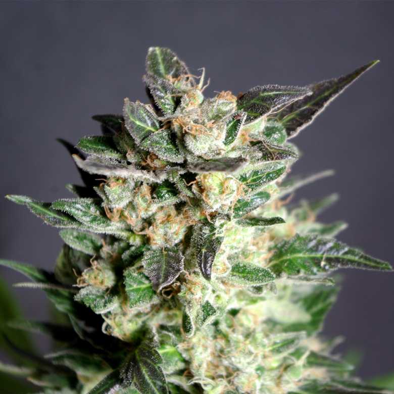Diesel Glue Kannabia skunk seeds cannabis seeds Diesel Glue Kannabia skunk seeds cannabis seeds