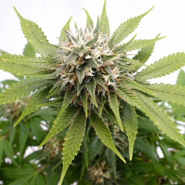 Silver Widow Kannabia skunk seeds cannabis seeds