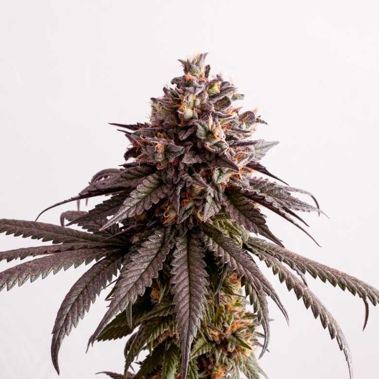 Gelato K Kannabia skunk seeds cannabis seeds Gelato K Kannabia skunk seeds cannabis seeds