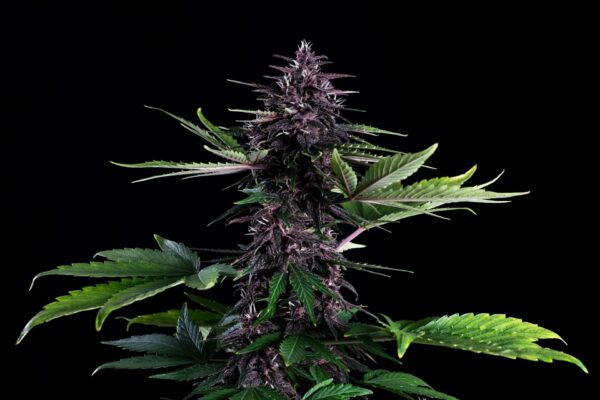 Swiss Dream Rosé Auto CBD Kannabia skunk seeds cannabis seeds