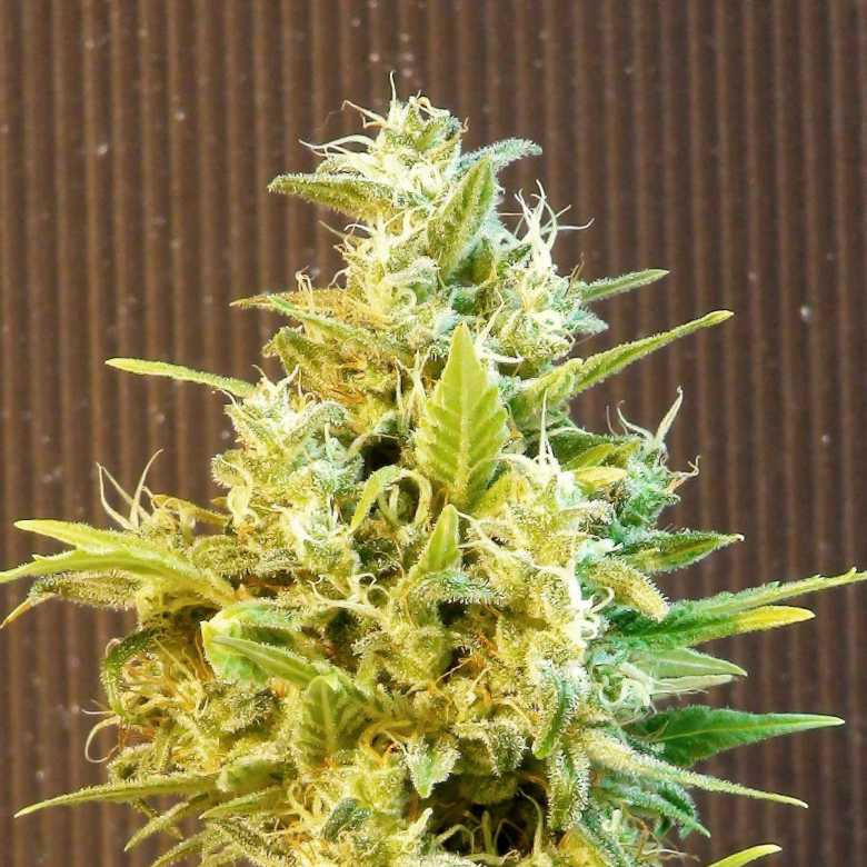 CBG Auto Kannabia cannabis seeds skunk seeds CBG Auto Kannabia cannabis seeds skunk seeds