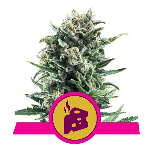 Blue Cheese Royal Queen Cannabis Seeds Skunk Seeds Blue Cheese Royal Queen Cannabis Seeds Skunk Seeds