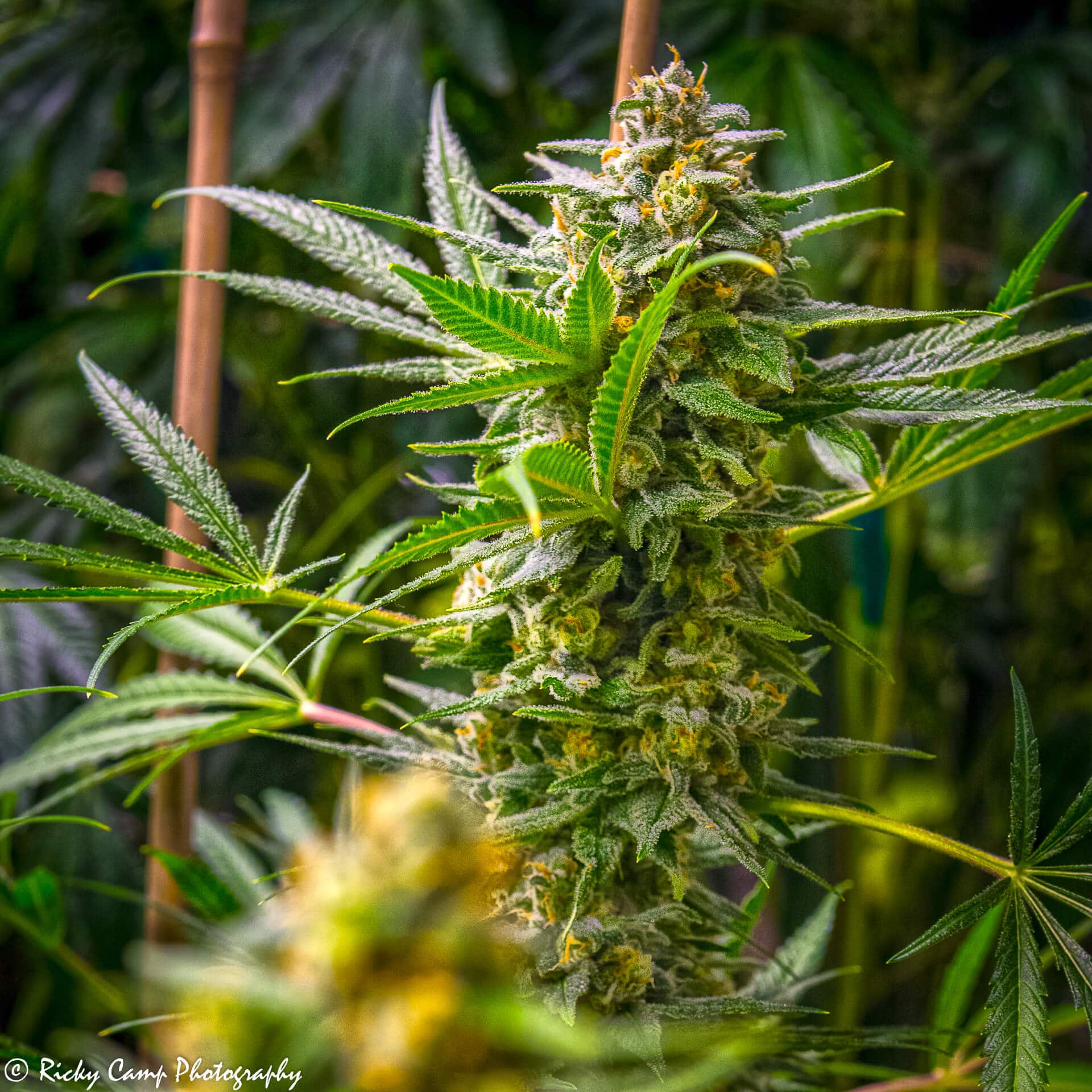 Cannabis seeds Rosetta Stone XX Brothers Grimm Cannabis seeds Rosetta Stone XX Brothers Grimm