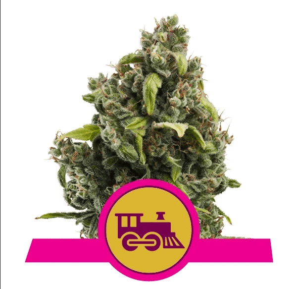 Candy Kush Express (rask blomstrende) Royal Queen Cannabis Seeds Skunk Seeds Candy Kush Express (rask blomstrende) Royal Queen Cannabis Seeds Skunk Seeds