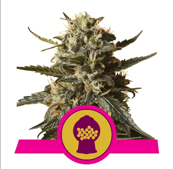 Bubblegum XL Royal Queen Cannabisfrø Skunk Bubblegum XL Royal Queen Cannabisfrø Skunk