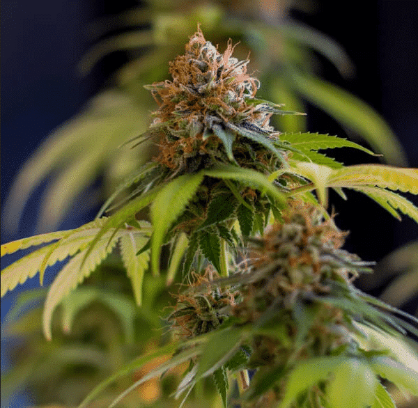 Shining Silver Haze - Nordland Seeds - Skunkfrø & cannabisfrø